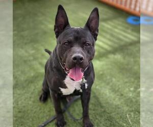 Mutt Dogs for adoption in Las Vegas, NV, USA