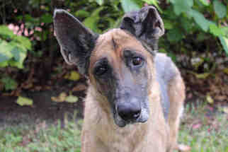 Medium Photo #1 German Shepherd Dog-Unknown Mix Puppy For Sale in West Palm Beach, FL, USA