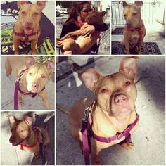 American Staffordshire Terrier-Unknown Mix Dogs for adoption in Whitestone, NY, USA