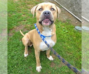 American Bandogge mastiff Dogs for adoption in Long Beach, CA, USA