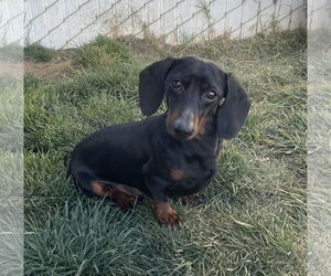 Dachshund Dogs for adoption in Hesperia, CA, USA