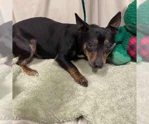 Chihuahua Dogs for adoption in Modesto, CA, USA