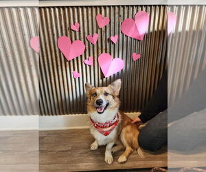 Australian Shepherd-Unknown Mix Dogs for adoption in Emmett, ID, USA