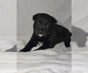 Huskies -Labrador Retriever Mix Dogs for adoption in Raleigh, NC, USA