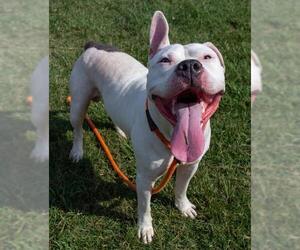 American Pit Bull Terrier-Unknown Mix Dogs for adoption in Louisville, KY, USA