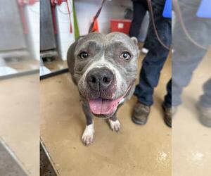 American Pit Bull Terrier Dogs for adoption in Chula Vista, CA, USA
