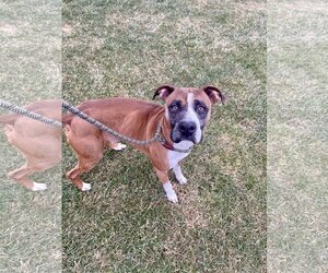 Bullboxer Pit Dogs for adoption in Lewisburg, WV, USA