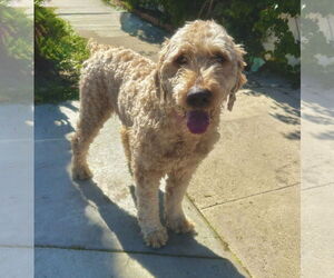 Golden Retriever Dogs for adoption in Newport Beach, CA, USA