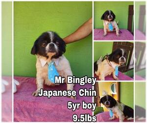 Japanese Chin Dogs for adoption in Seattle, WA, USA