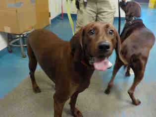 Redbone Coonhound Dogs for adoption in Gainesville, FL, USA