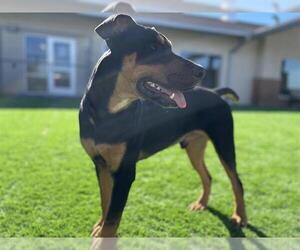 Doberman Pinscher-Unknown Mix Dogs for adoption in Grand Prairie, TX, USA