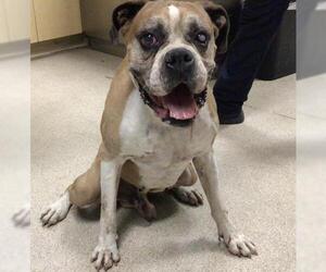 Boxer Dogs for adoption in Riverside, CA, USA