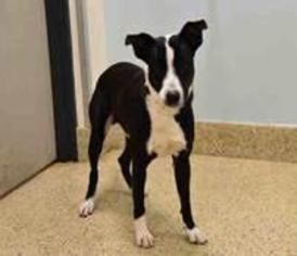 Border Collie Dogs for adoption in Bronx, NY, USA