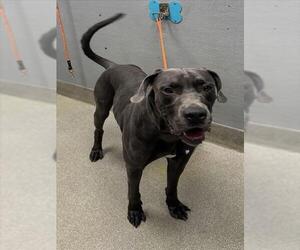 Great Dane-Unknown Mix Dogs for adoption in Las Vegas, NV, USA