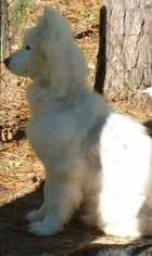 Samoyed Dogs for adoption in Boston, MA, USA