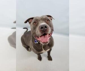 American Staffordshire Terrier Dogs for adoption in Fort Collins, CO, USA