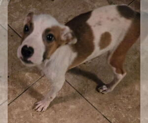 American Staffordshire Terrier-Labrador Retriever Mix Dogs for adoption in San Antonio, TX, USA