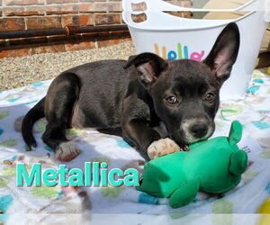 American Pit Bull Terrier-Unknown Mix Dogs for adoption in Fishers, IN, USA