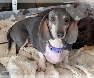 Dachshund Dogs for adoption in Sioux Falls, SD, USA