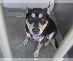 German Shepherd Dog-Unknown Mix Dogs for adoption in Orange, CA, USA