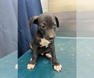 Labrador Retriever-Unknown Mix Dogs for adoption in Mobile, AL, USA