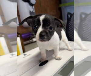 Fox Terrier (Toy) Dogs for adoption in Bolivar, MO, USA