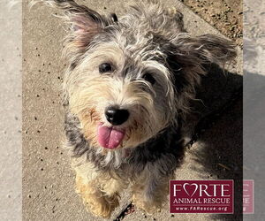 Miniature Schnauzer-Unknown Mix Dogs for adoption in Marina del Rey, CA, USA