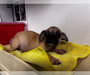Pug-Unknown Mix Dogs for adoption in Corona, CA, USA