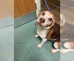 Beagle-Unknown Mix Dogs for adoption in Rochester, NY, USA