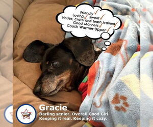 Dachshund Dogs for adoption in Shelbyville, TN, USA