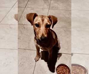 Chiweenie Dogs for adoption in San Diego, CA, USA