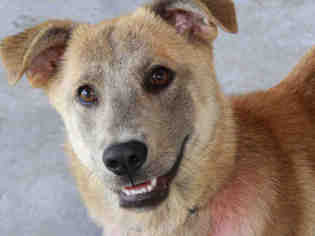German Shepherd Dog-Unknown Mix Dogs for adoption in Tallahassee, FL, USA