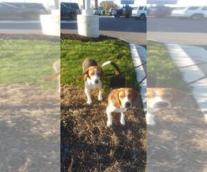 Beagle Dogs for adoption in Monkton, MD, USA