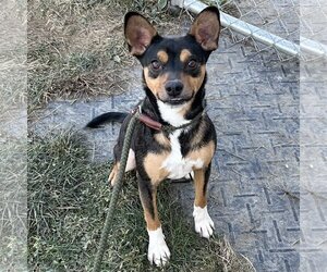 Rat Terrier-Unknown Mix Dogs for adoption in Batavia, OH, USA