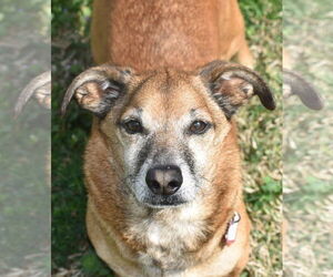 Chiweenie Dogs for adoption in Shelbyville, TN, USA