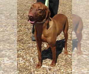 Unknown-Vizsla Mix Dogs for adoption in Yreka, CA, USA