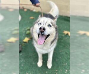 Siberian Husky Dogs for adoption in Chula Vista, CA, USA