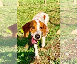English Foxhound-Unknown Mix Dogs for adoption in Delaplane, VA, USA