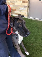 Great Dane Dogs for adoption in fort worth, TX, USA