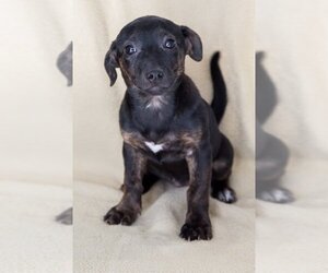 Chiweenie Dogs for adoption in Miami, FL, USA