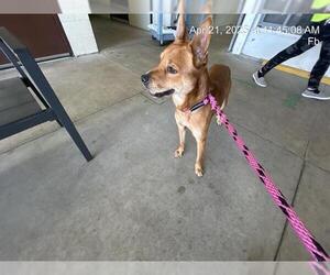 Mutt Dogs for adoption in Ocala, FL, USA