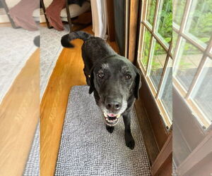 Labrador Retriever-Unknown Mix Dogs for adoption in GILBERTS, IL, USA
