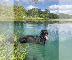 Great Dane-Labrador Retriever Mix Dogs for adoption in The Woodlands, TX, USA