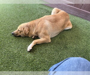 Labrador Retriever-Unknown Mix Dogs for adoption in Camarillo, CA, USA