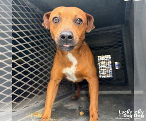 Chihuahua-Unknown Mix Dogs for adoption in Washington, DC, USA