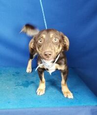 Basschshund Dogs for adoption in Cranston, RI, USA