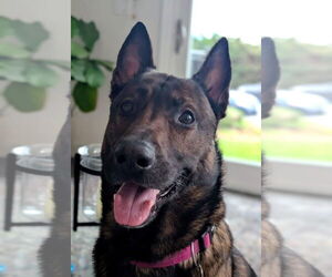 Mutt Dogs for adoption in Imlay City, MI, USA
