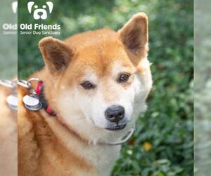 Shiba Inu Dogs for adoption in Mount Juliet, TN, USA