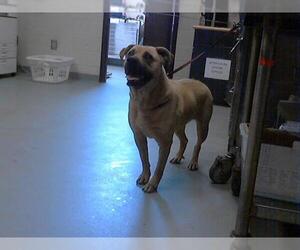 Labrador Retriever-Unknown Mix Dogs for adoption in Fayetteville, NC, USA