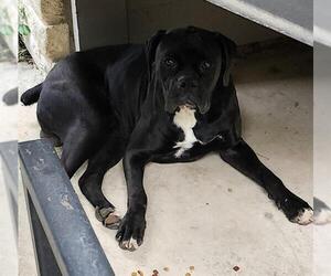 Boxer-Unknown Mix Dogs for adoption in San Antonio, TX, USA